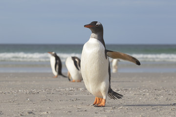 Gentoo penguin walking on the sunny beach.