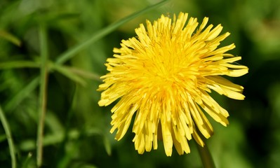 Close up of a dandelion in the spring sun