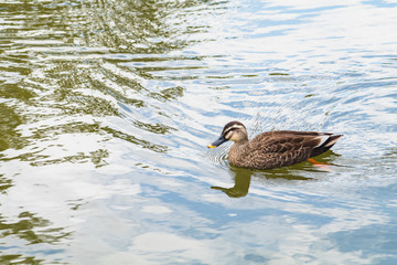 duck swimming in the river