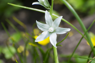 Ornithogalum nutans L.