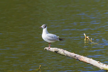 Seagull sitting on a branch