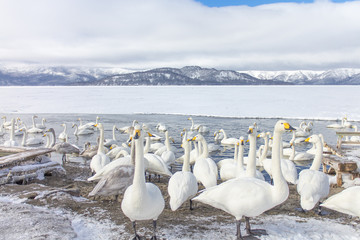 HOKKAIDO, JAPAN-JAN. 31, 2013: Swans in Lake Kussharo, Hokkaido.