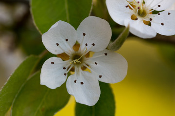 Fototapeta na wymiar Isolated white pear flowers