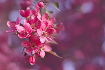 Pink Crab Apple Blossoms close-up with pink copy space