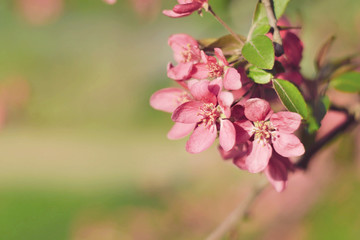 Fototapeta na wymiar Pink Crab Apple Blossoms close-up with green copy space