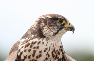 Obraz premium Close up of a Saker Falcon eating prey