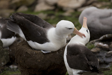 Black-browed albatross couple grooming each other
