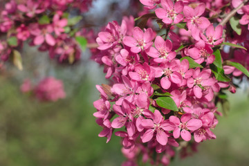 Pink Crab Apple Blossoms close-up with green copy space
