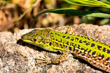 Green lizard (Reptile Podarcis Siculus)