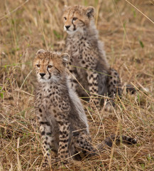 Obraz na płótnie Canvas Cheetah Kittens, Masai Mara, Kenya
