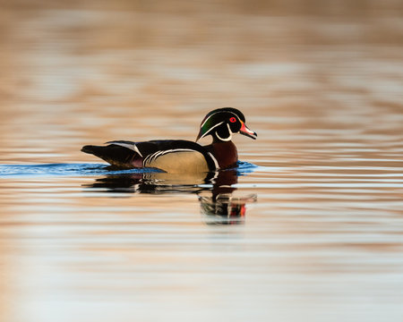 Male wood duck swims in a pond