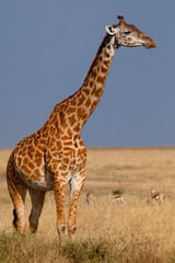Giraffe, Masai Mara, Kenya