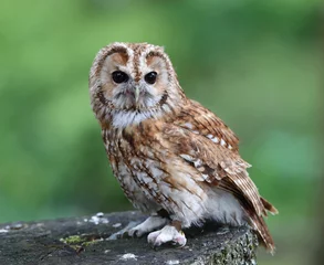 Papier Peint photo autocollant Hibou Close up of a Tawny Owl perched on a tree stump