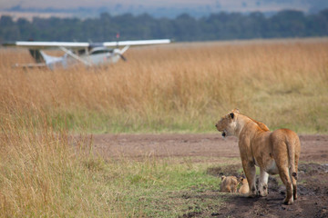 A lion with cubs at an airstrip on the Masai Mara, Kenya