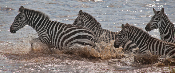 Fototapeta na wymiar Zebra crossing the Mara River, Masai Mara, Kenya