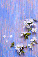 Spring Flowers on the blue background of an old vintage blue board