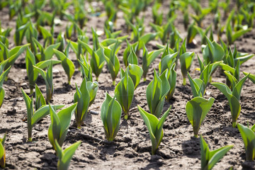 Fototapeta premium Tulip sprout on flowerbed