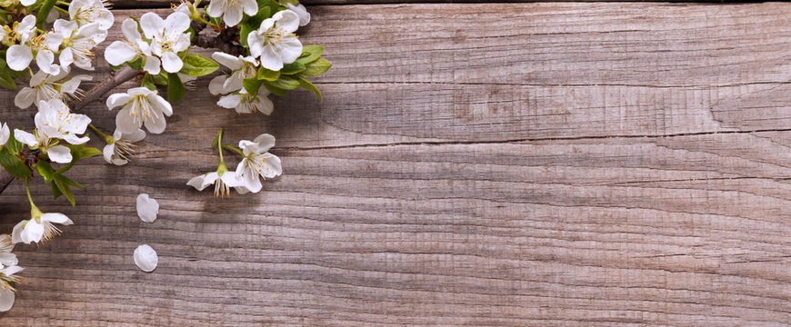 Fototapeta SSpring Flowers on background of old vintage blue board