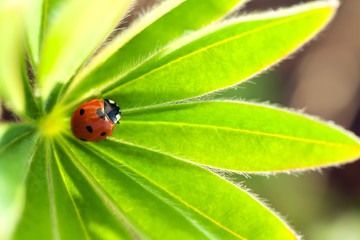 red ladybug on green leaf, ladybird creeps on stem of plant in spring in garden summer
