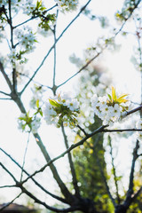 Spring flowers in the trees