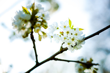 Spring flowers in the trees