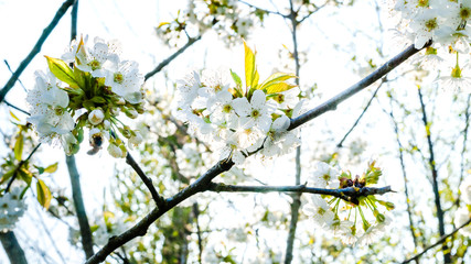 Spring flowers in the trees