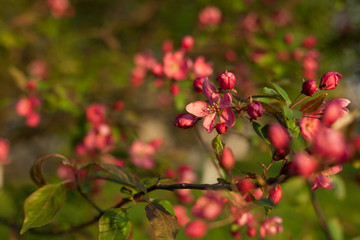 Blooming tree with pink flowers in spring. Springtime. Sunny day