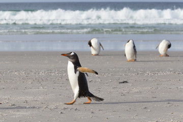 Obraz premium Gentoo penguins, one walking three no head.