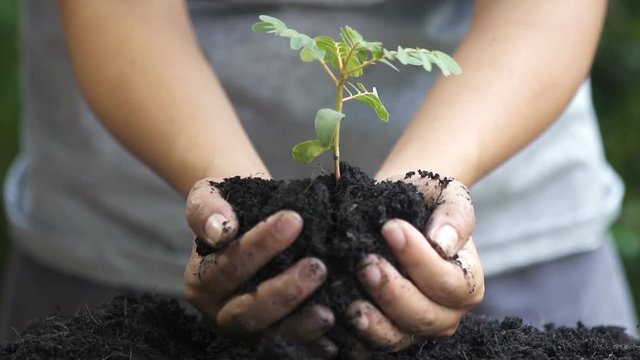 Close up. woman hand planting young tree. slow motion.

