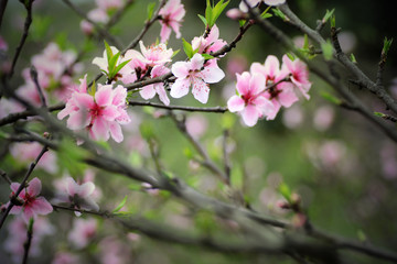 Fototapeta na wymiar 成都 成华公园 春天 桃花盛开 Chengdu Chenghua Park spring peach in full bloom