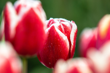 Blooming tulips during spring