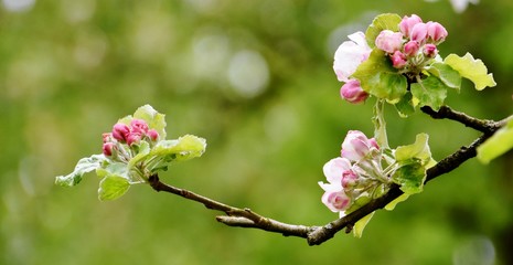Close up of Spring blossoms and buds on an apple tree