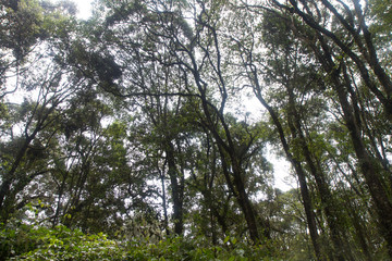 Track on Kilimanjaro on the Machame Route Whiskey