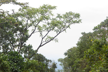 Track on Kilimanjaro on the Machame Route Whiskey