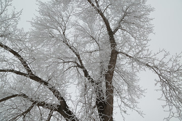 Grey sky and frost on tree