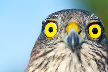 Sparrow-hawk