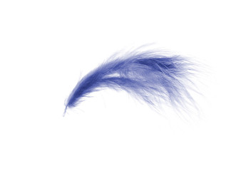 blue feather