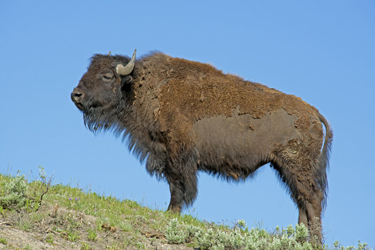Single Bison stands against a clear blue sky.