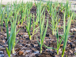 Green garlic in the garden. Spring garden. Sprouting. 