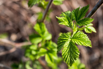 leaves in yellow spots,crimson branch, a raspberry bush, a green bush.