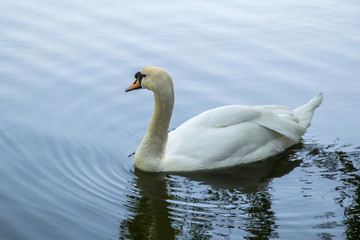 white Swan on the lake closeup