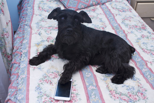 Black dog with mobile phone on the bed