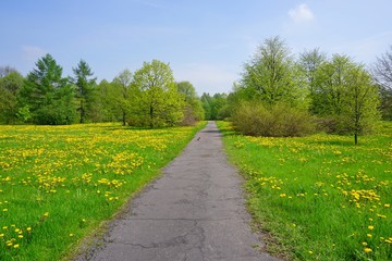 Spring alley in the botanical garden - flowering dandelion - beautiful green areas of the city
