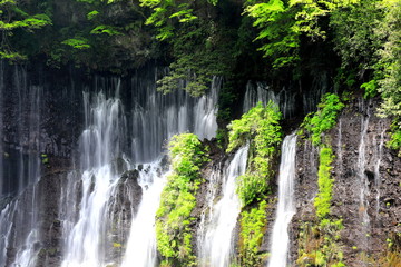 Fototapeta na wymiar 新緑に囲まれた滝