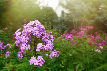 Obraz premium Garden phlox blooming in a sunlit garden.