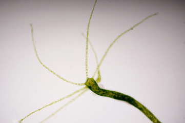 Hydra is a genus of small, fresh-water animals of the phylum Cnidaria and class Hydrozoa.