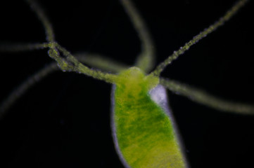 Hydra is a genus of small, fresh-water animals of the phylum Cnidaria and class Hydrozoa.