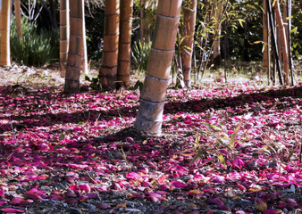 陽射しの彩り（山茶花花びら）.