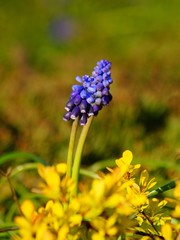 Muscari  - Sapphire flower -  sapphire  flowers closeup. Shallow depth of field.