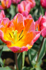 Beautiful tulip 
